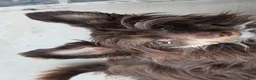 Chinese Crested dogs for sale: Chinese Crested Puppy 2 - Ad 11