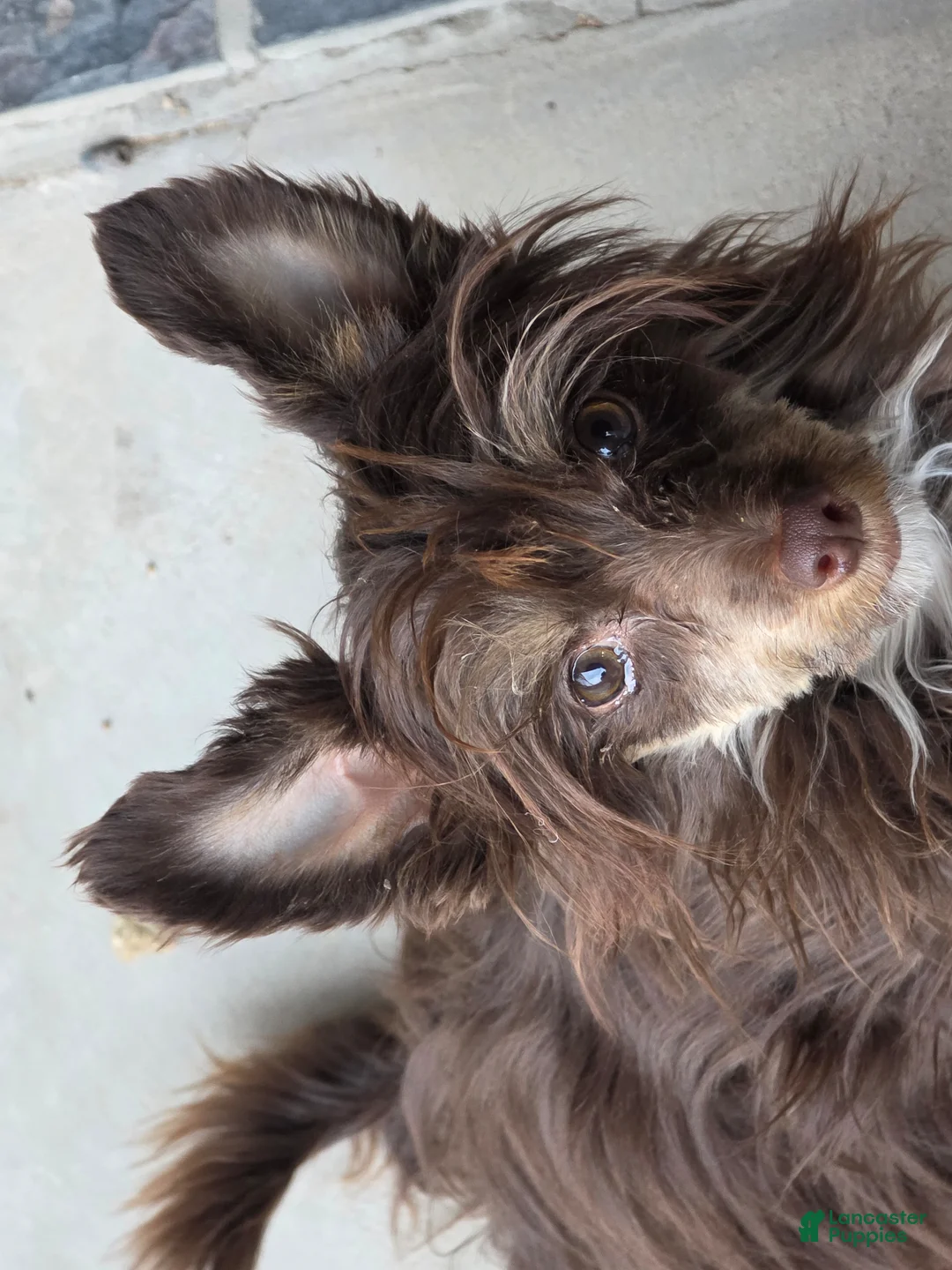 Chinese Crested dogs for sale: Chinese Crested Puppy 2 - Ad 11