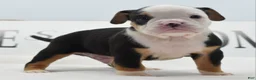 Mixed Breed dogs for sale: Diesel - Ad 12