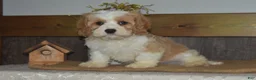 Cavapoo dogs for sale: Larry - Ad 4