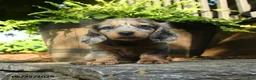 Miniature Dachshund dogs for sale: Piper - Ad 3