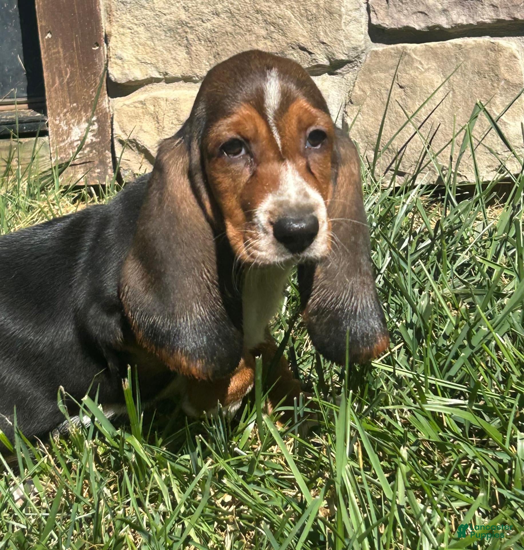 Basset Hound dogs Basset Hound 1 - Ad 1