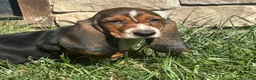 Basset Hound dogs for sale: Basset Hound 1 - Ad 1