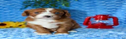 Cavapoo dogs for sale: Cavapoo 1 - Ad 2