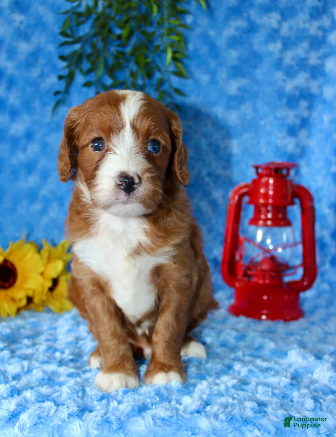 Cavapoo dogs for sale: Cavapoo 1 - Ad 2