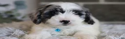 Maltipoo dogs for sale: Dexter  - Ad 3