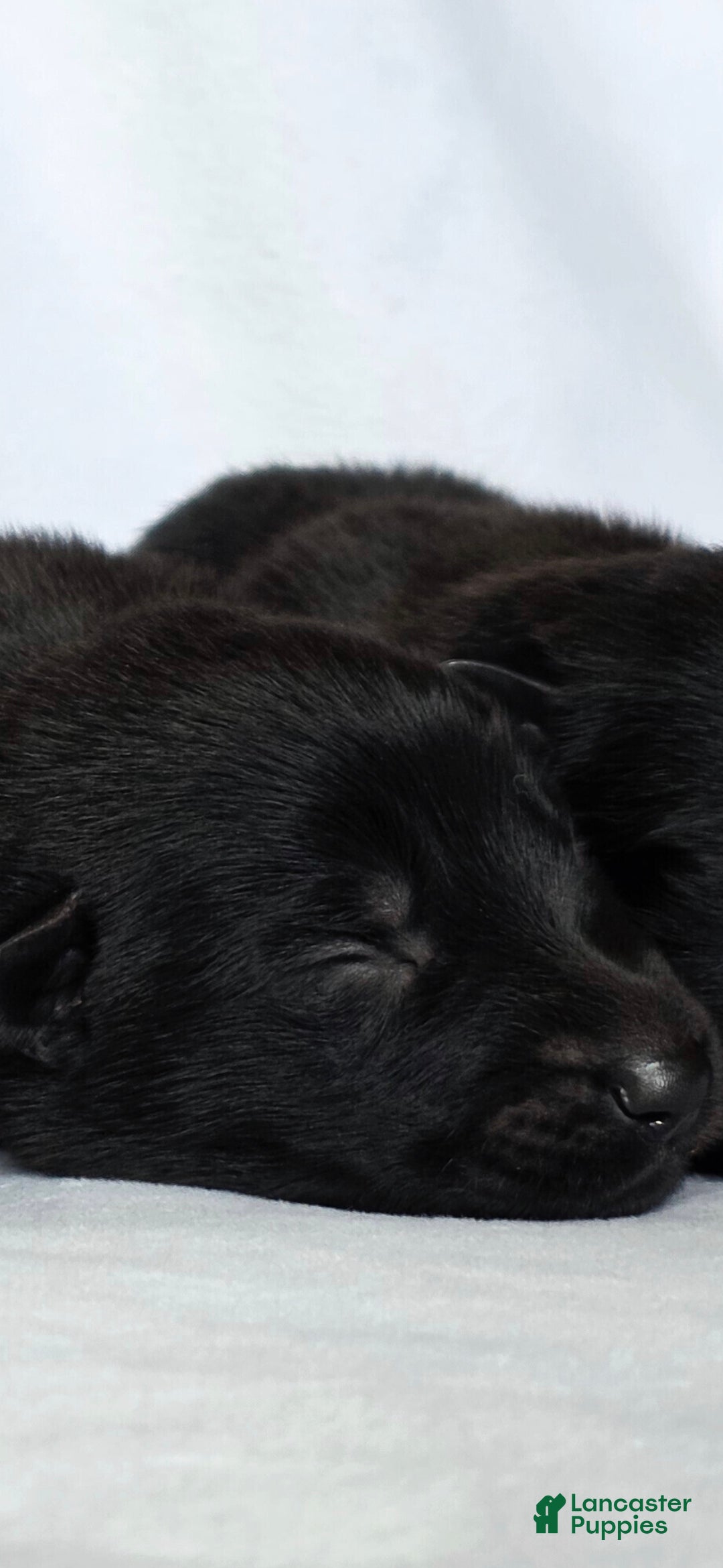 German Shepherd dogs German Shepherd Puppy 2 - Ad 35