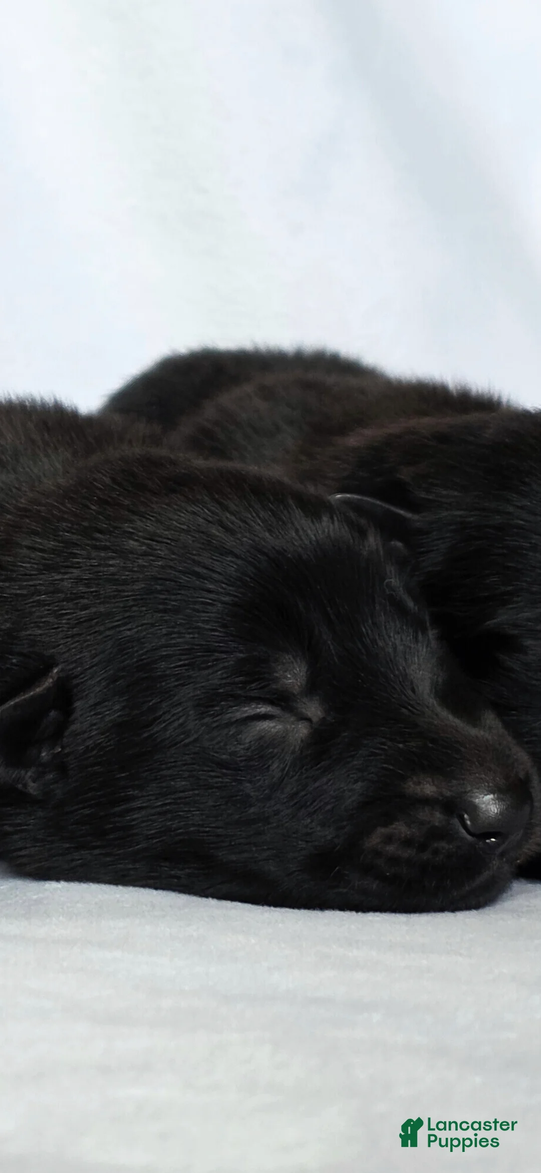 German Shepherd dogs for sale: German Shepherd Puppy 2 - Ad 1