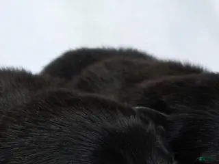 German Shepherd dogs German Shepherd Puppy 2 - Ad 35