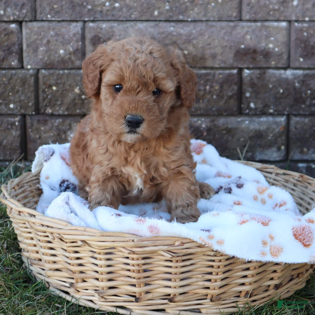 Mini Goldendoodle dogs for sale: Cassie - Ad 2