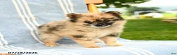 Pomeranian dogs for sale: Maisie - Ad 1