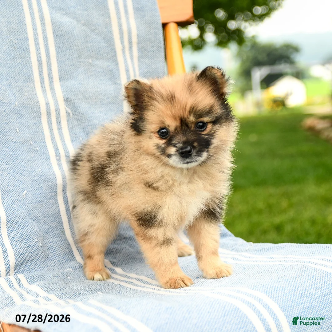 Pomeranian dogs for sale: Maisie - Ad 1