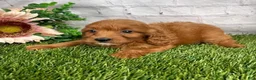 Cavapoo dogs for sale: Callie Cavapoo  - Ad 3