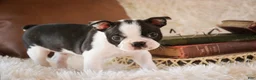 Boston Terrier dogs for sale: Crew - Ad 5