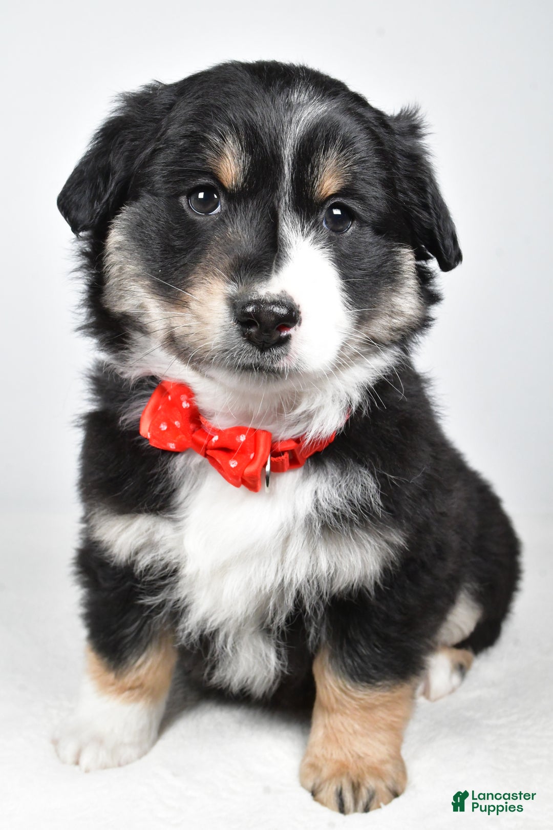 Miniature Australian Shepherd dogs for sale: Robby - Ad 2