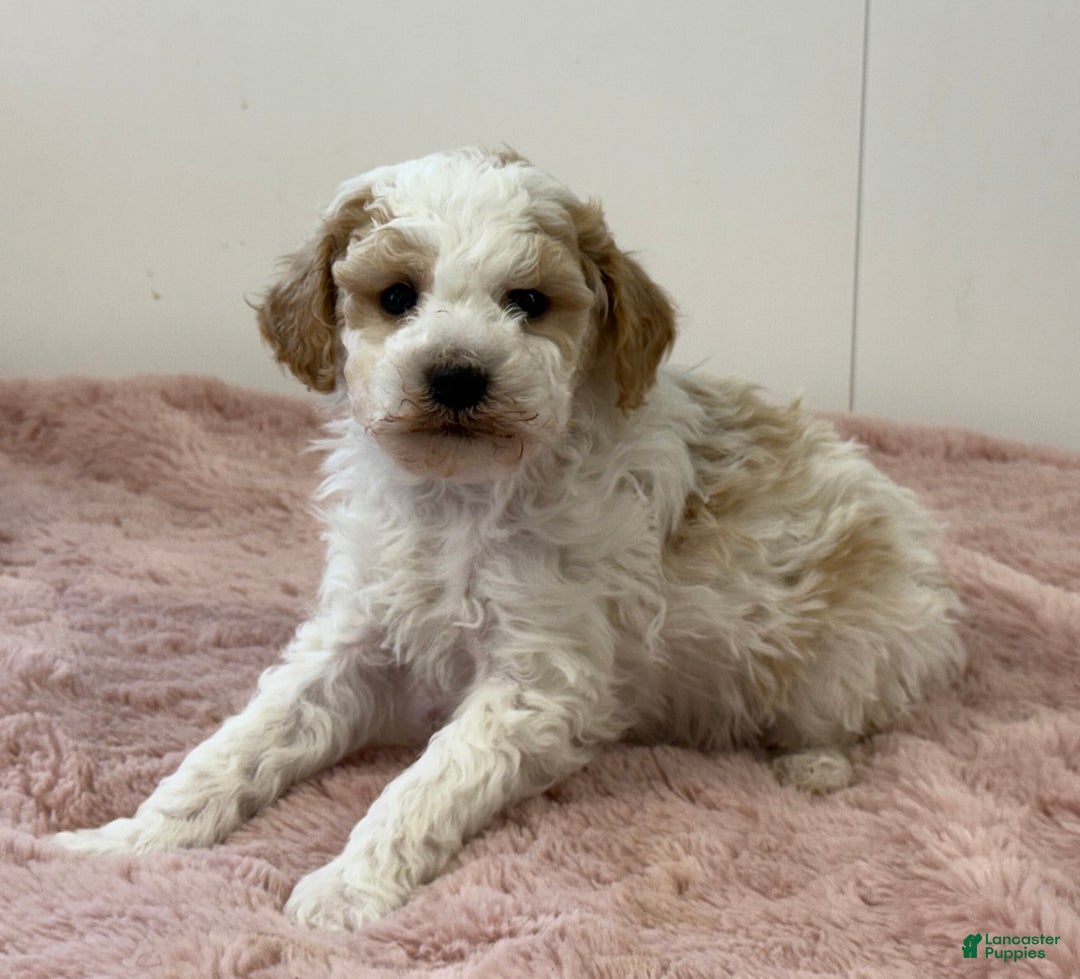 Mini Goldendoodle dogs for sale: Patrick  - Ad 5