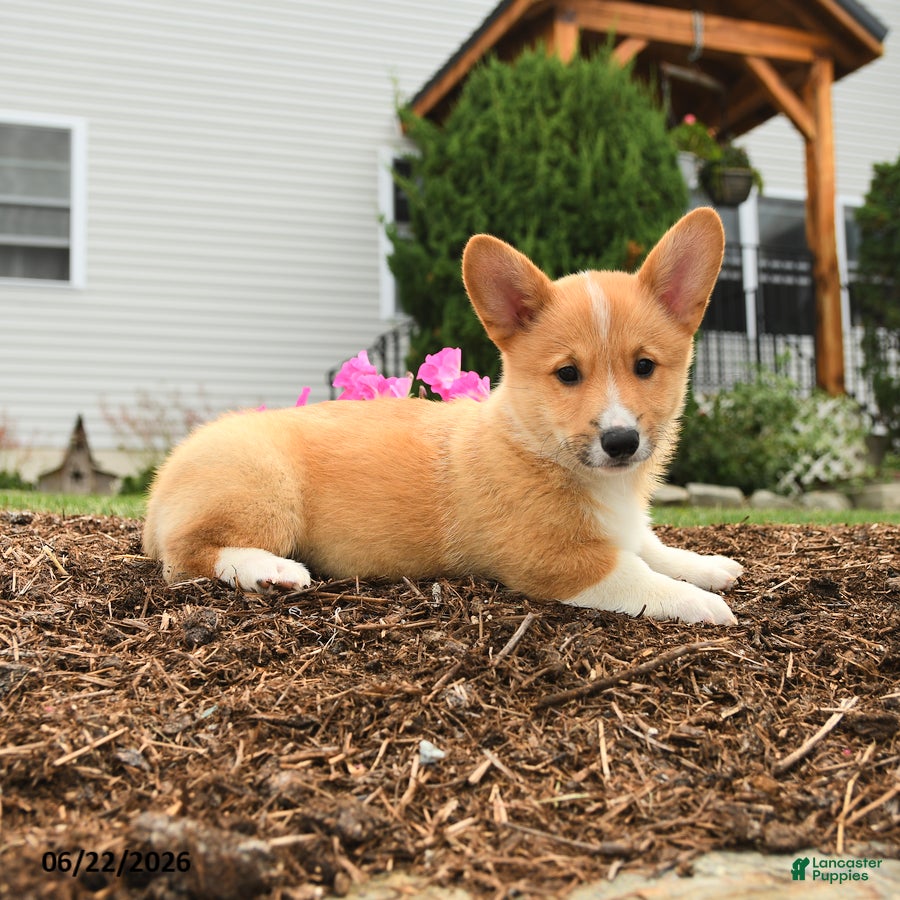 Welsh Corgi Pembroke dogs Patrick - Ad 2