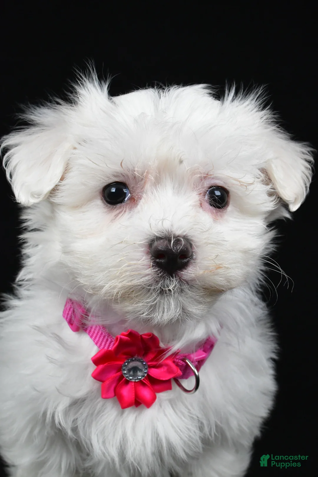 Maltese dogs for sale: Melody - Ad 8