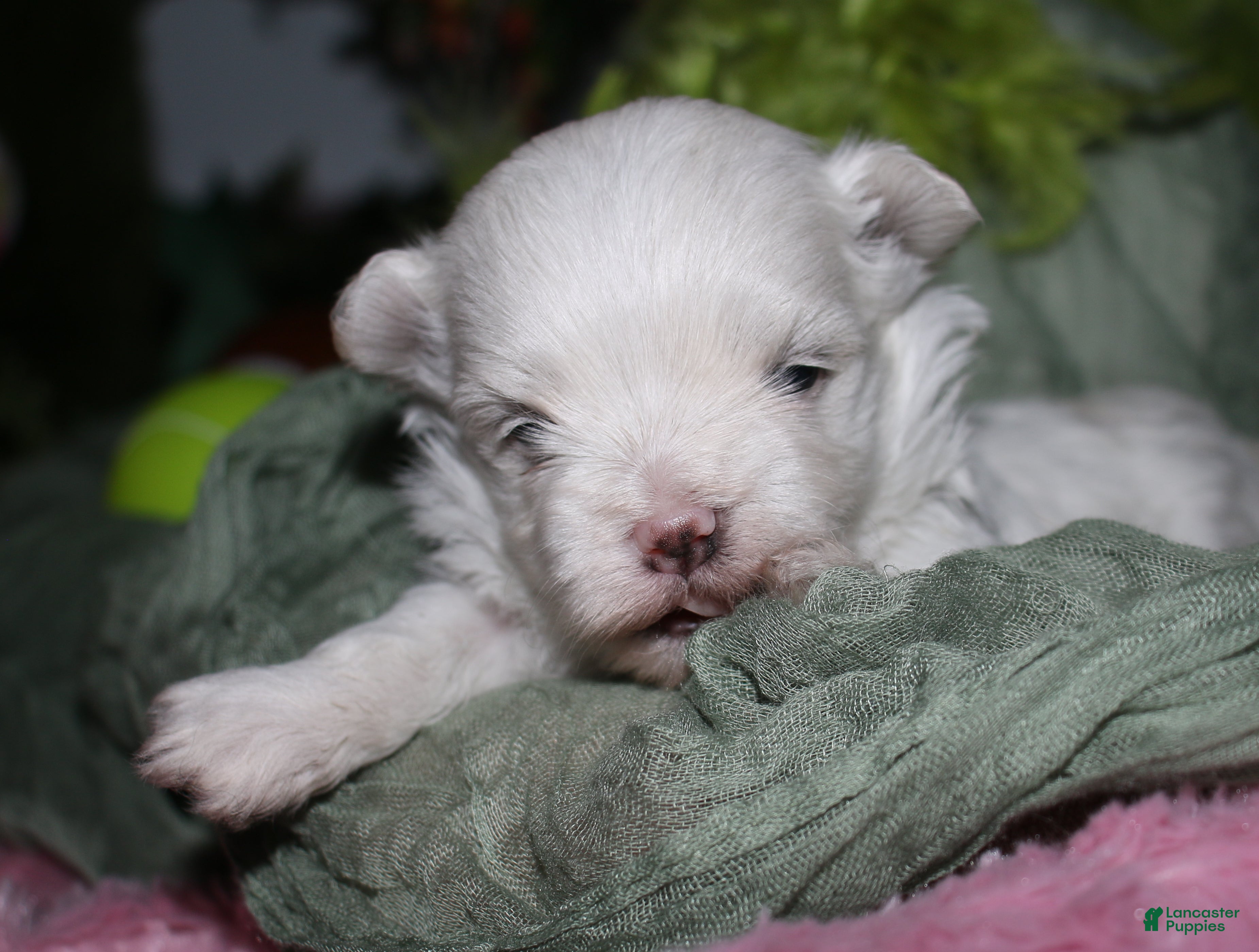 Maltese dogs for sale: Bruiser - Ad 4