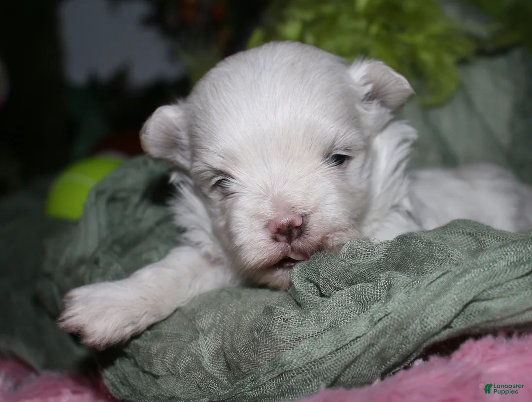 Maltese dogs for sale: Bruiser - Ad 10