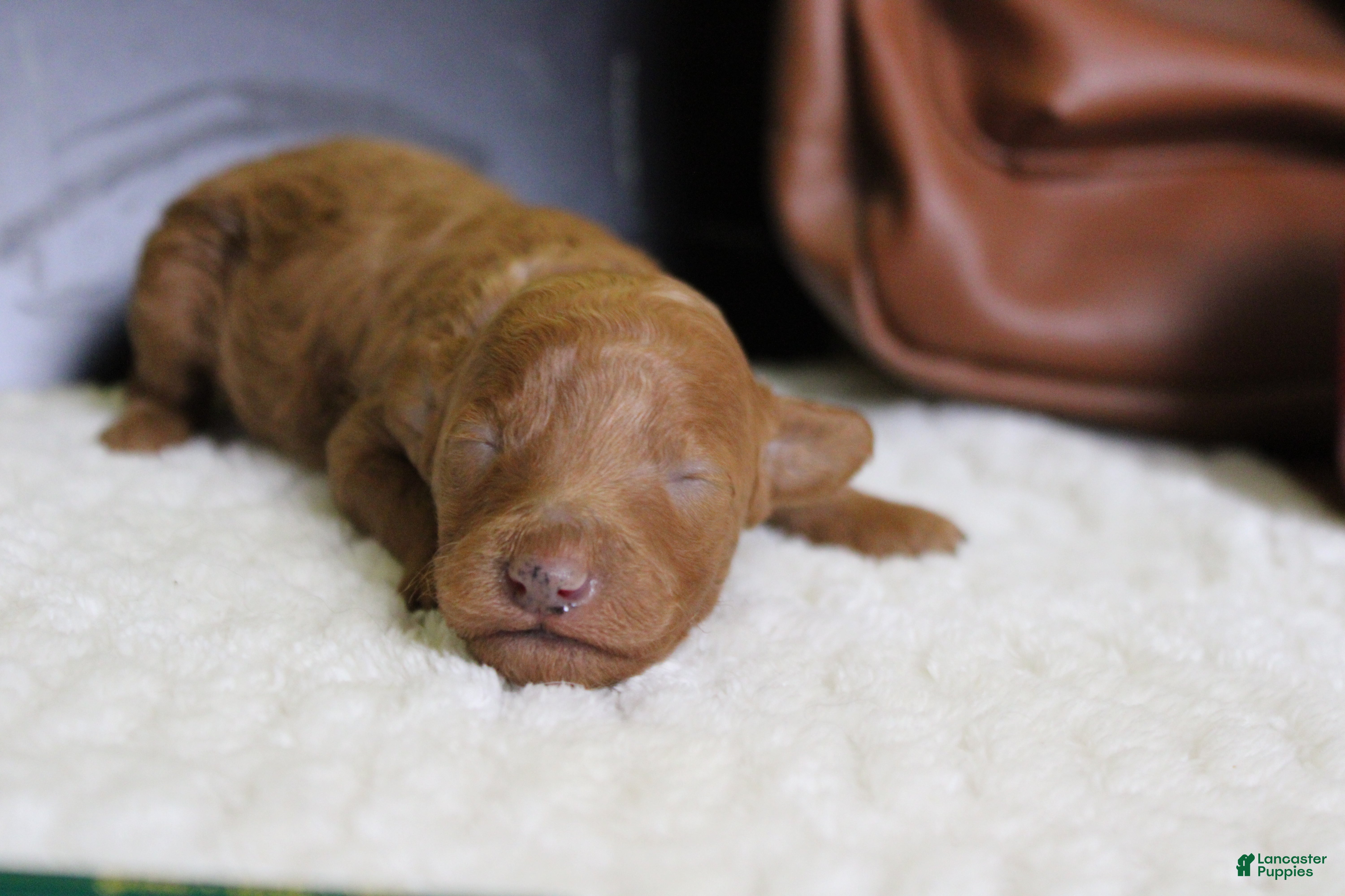 Mixed Breed dogs Mandarin  - Ad 39