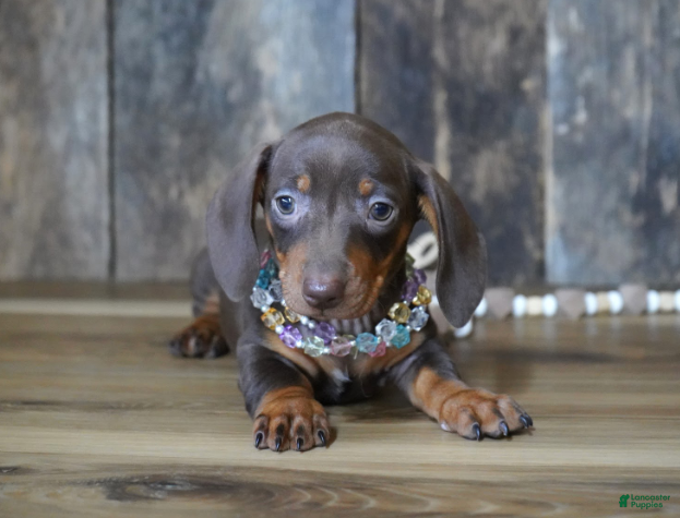 Miniature Dachshund dogs Molly - Ad 1
