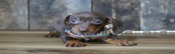 Miniature Dachshund dogs for sale: Molly - Ad 1