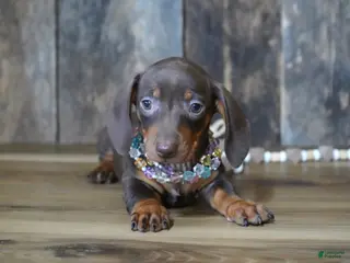 Miniature Dachshund dogs for sale: Molly - Ad 2