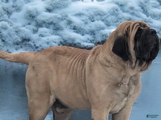 English Mastiff dogs - Ad 4