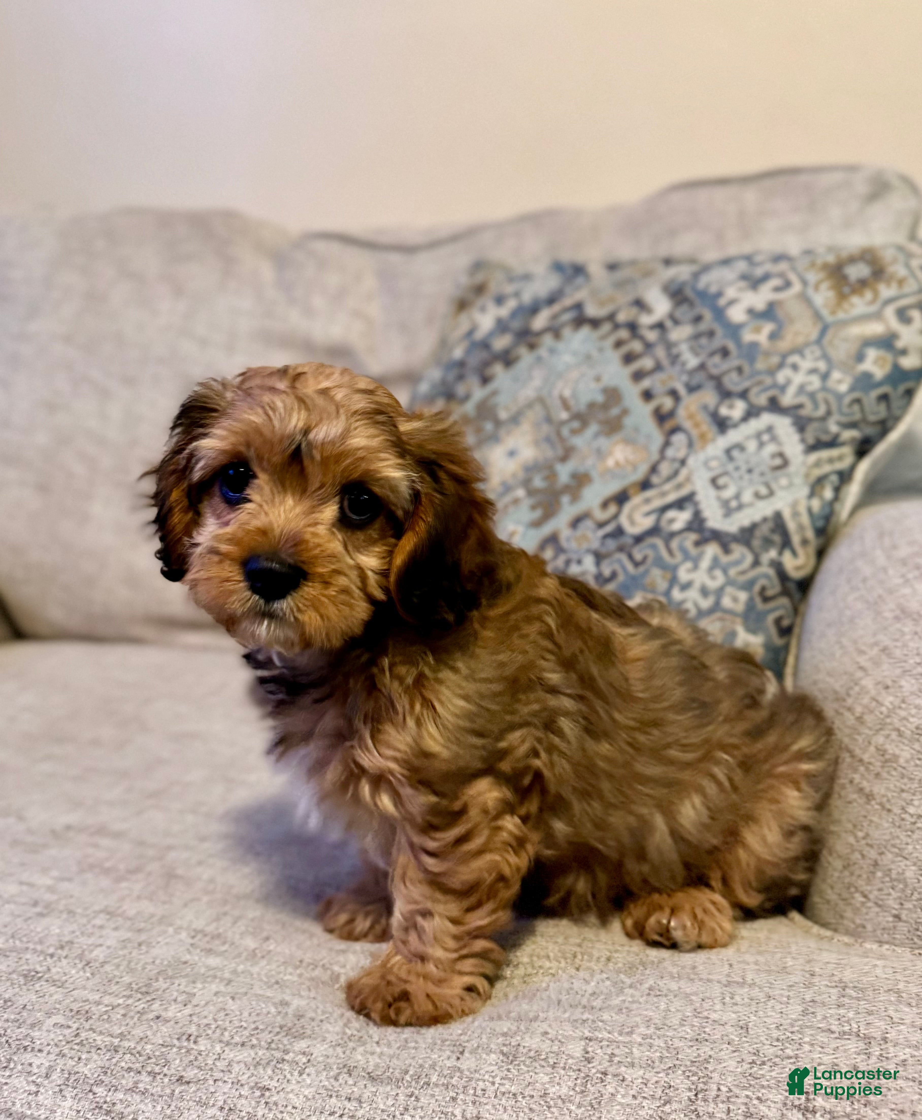 Cavapoo dogs Annie  - Ad 1