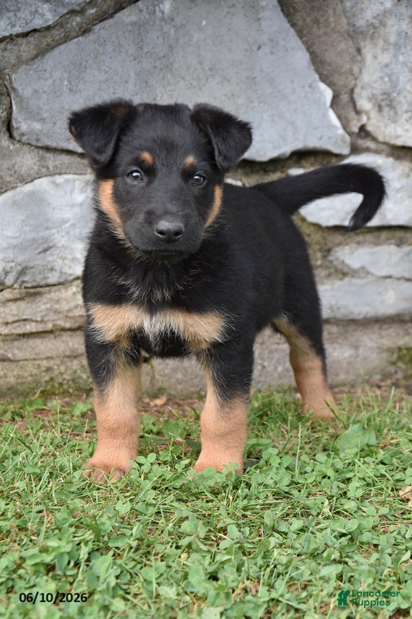 Mixed Breed dogs Kalvin - Ad 2