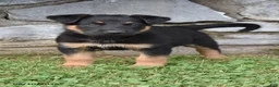Mixed Breed dogs for sale: Kalvin - Ad 2