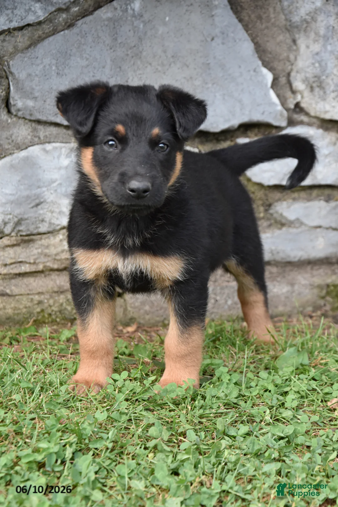 Mixed Breed dogs for sale: Kalvin - Ad 2