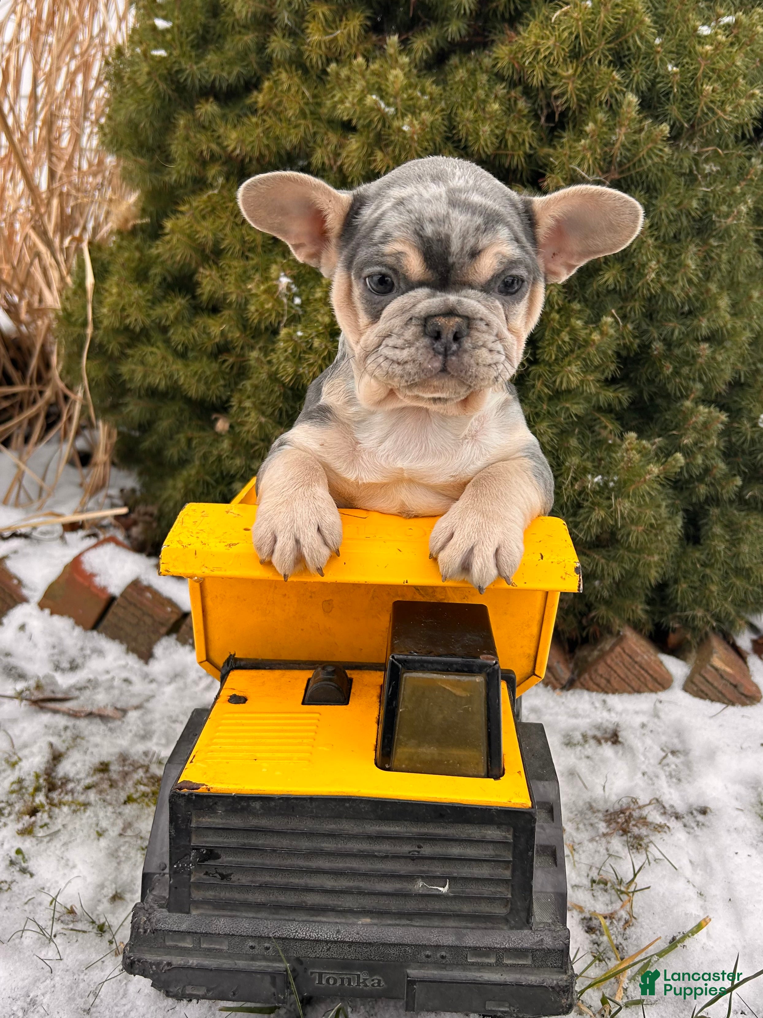 French Bulldog dogs Frankie - Ad 34