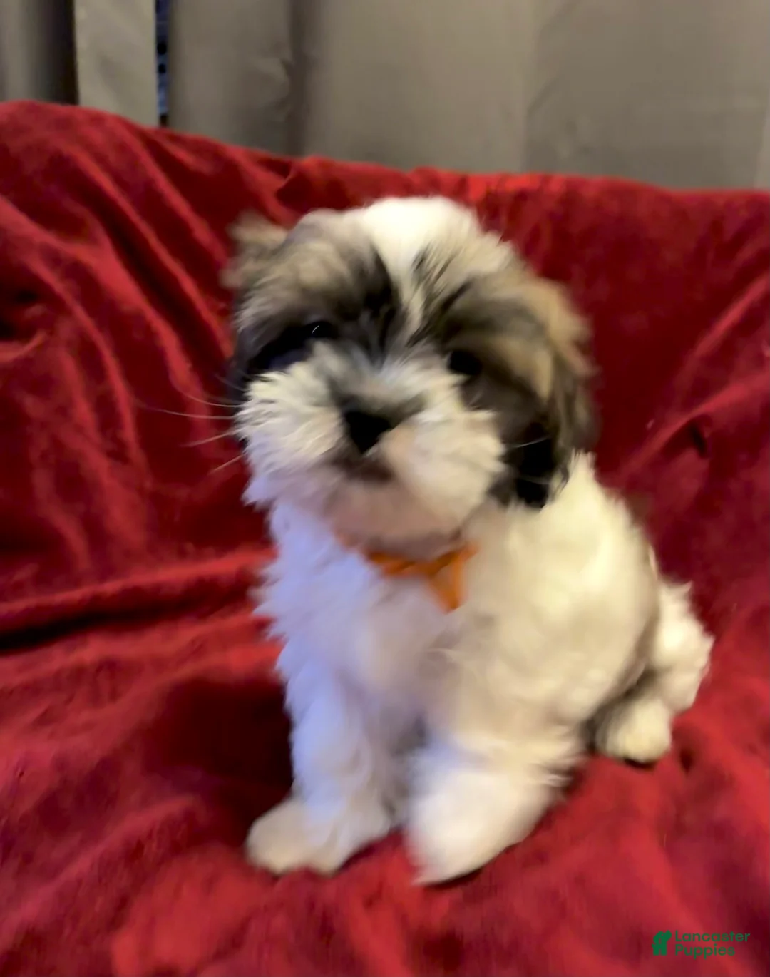 Shih Tzu dogs for sale: Rusty - Ad 3