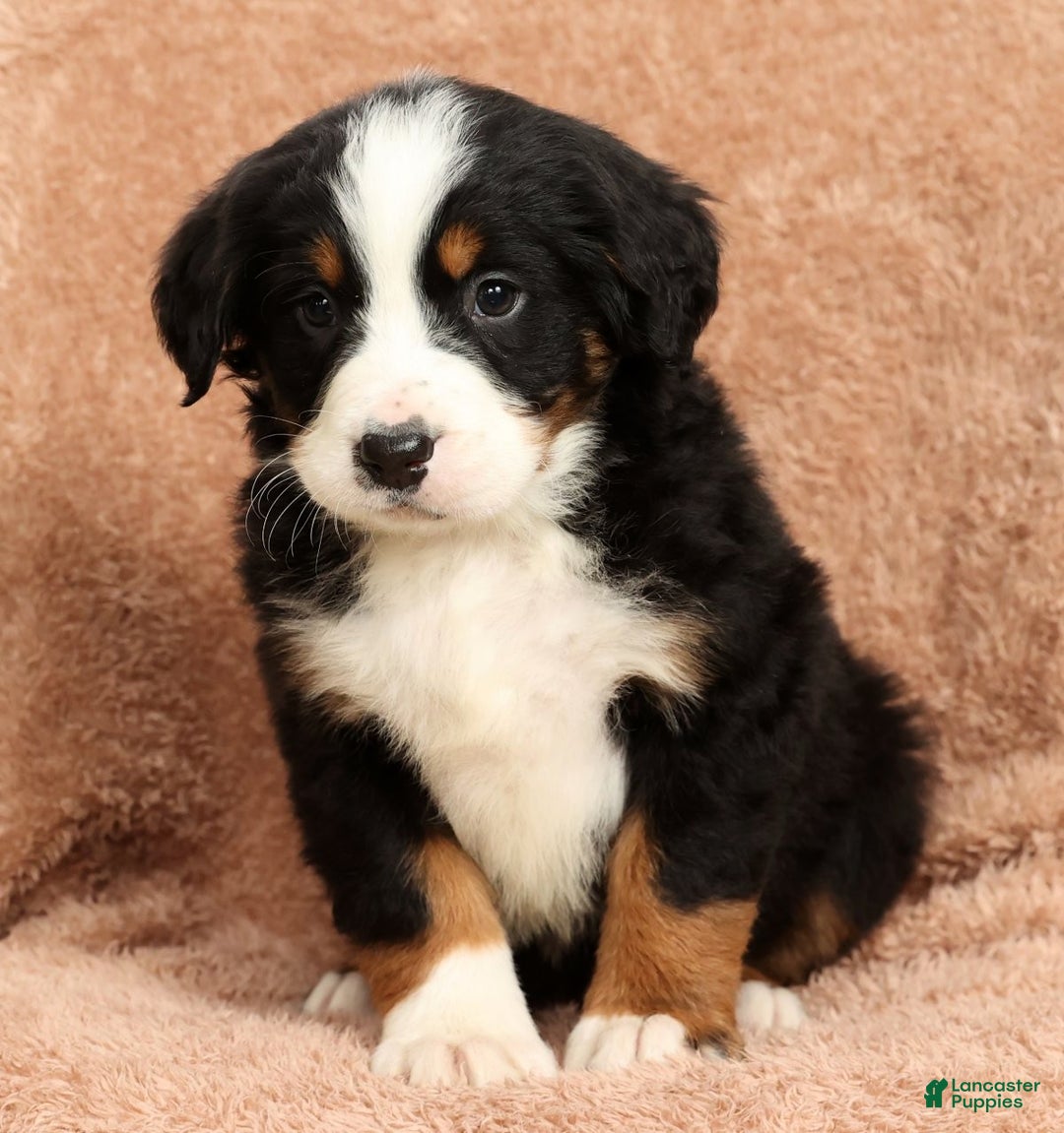 Bernese Mountain Dog dogs for sale: King - Ad 7