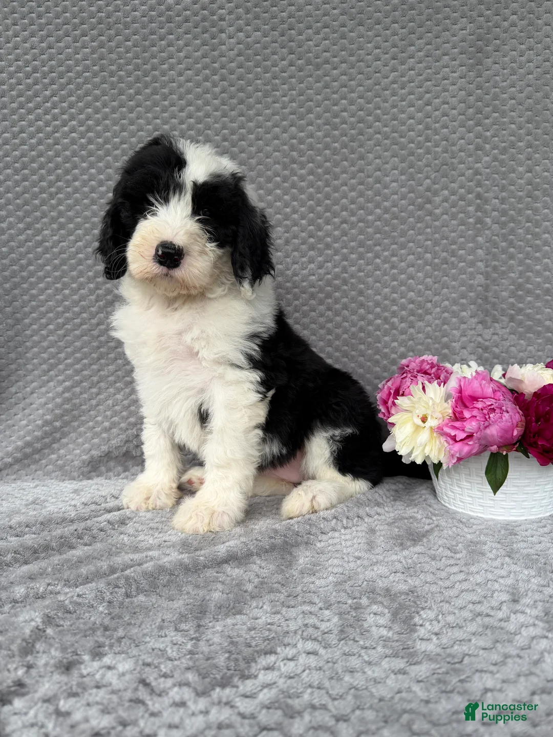 Sheepadoodle dogs for sale: Becky - Ad 1