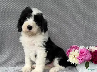 Sheepadoodle dogs for sale: Becky - Ad 4