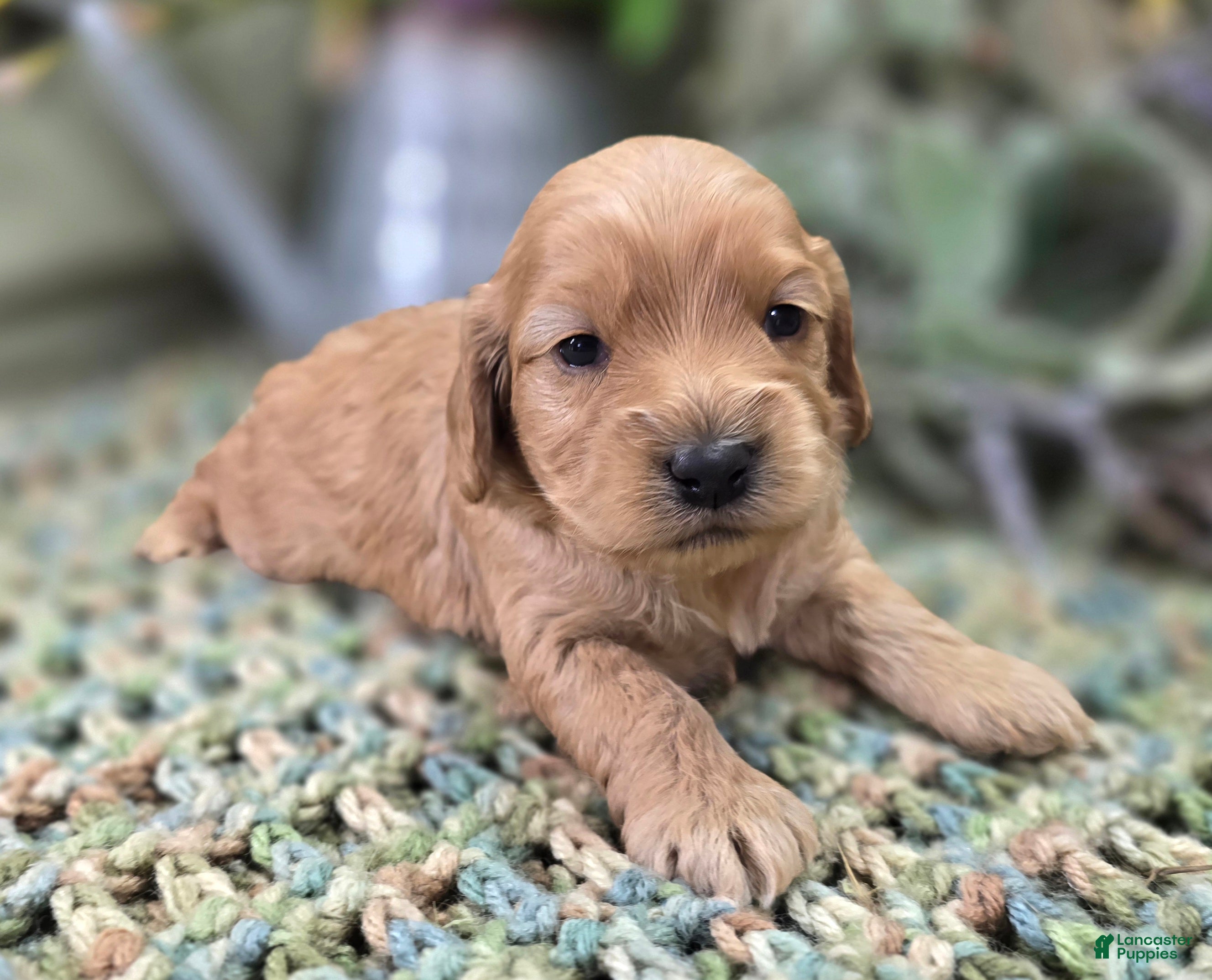 Cockapoo dogs Pips - Ad 14