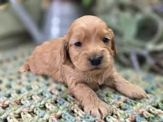 Cockapoo dogs Pips - Ad 22