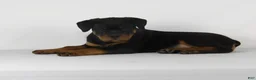 Rottweiler dogs for sale: Rottweiler Puppy 8 - Ad 2