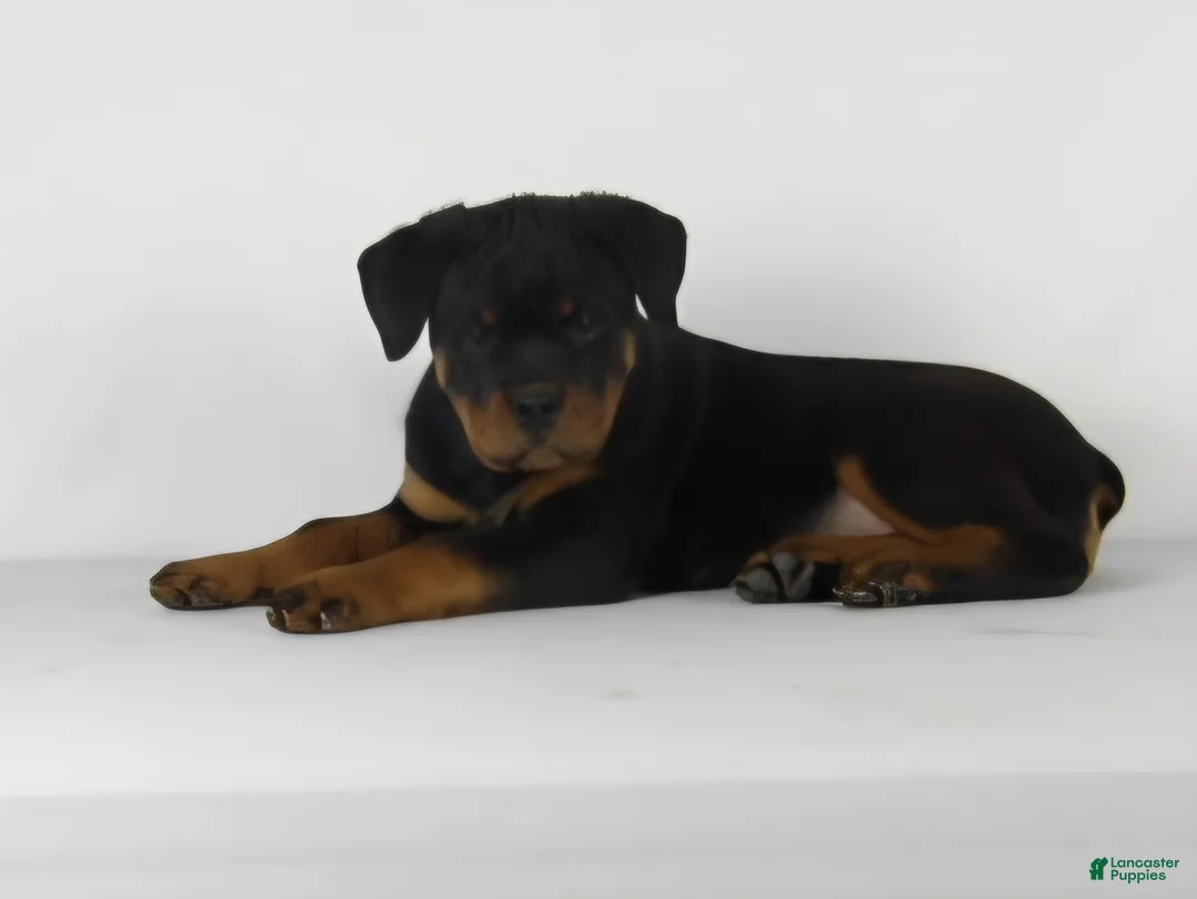 Rottweiler dogs for sale: Rottweiler Puppy 8 - Ad 2