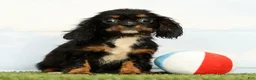 Cavalier King Charles Spaniel dogs for sale: Nina - Ad 1