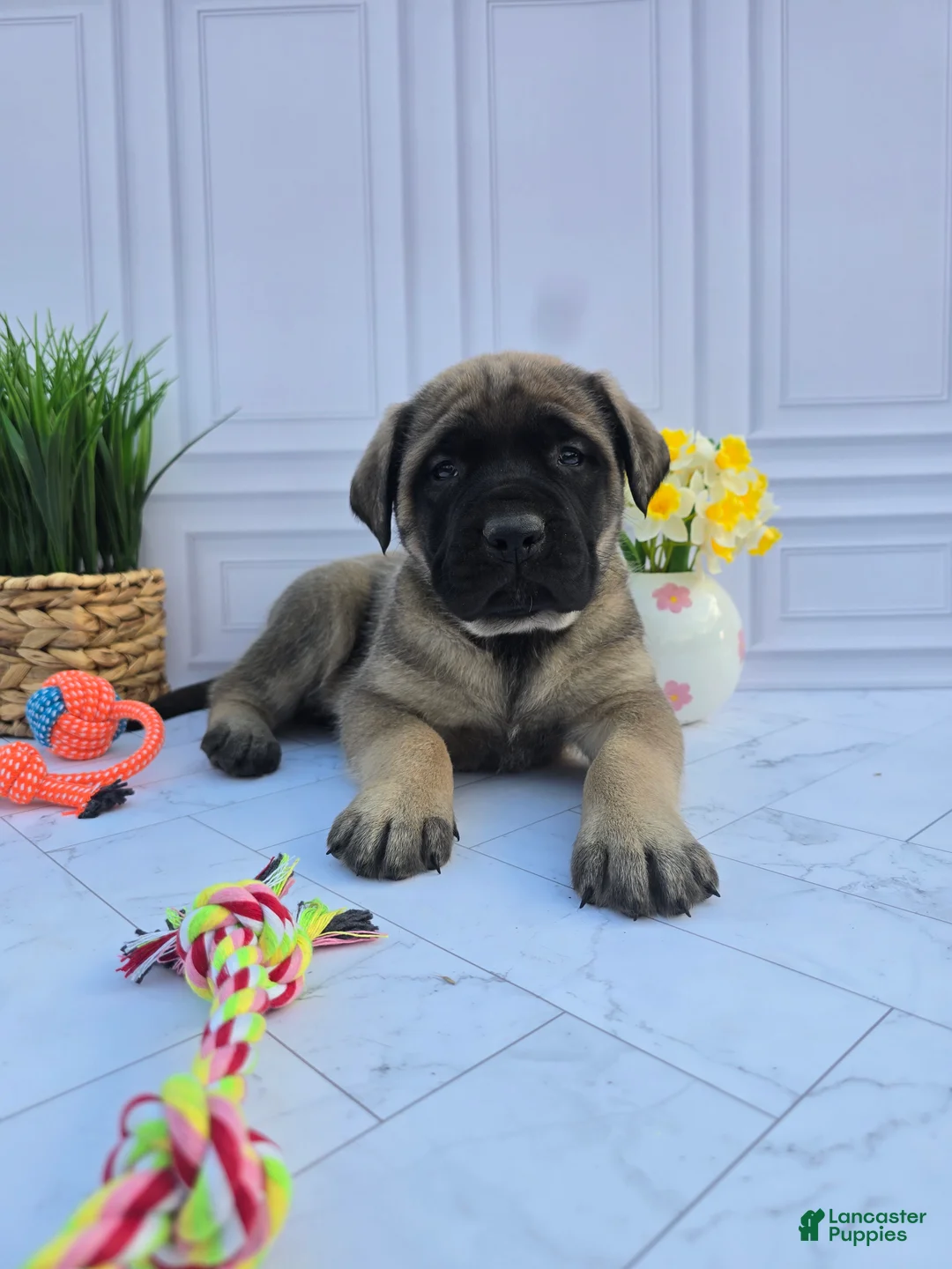 English Mastiff dogs for sale: English Mastiff Puppy 1 - Ad 2