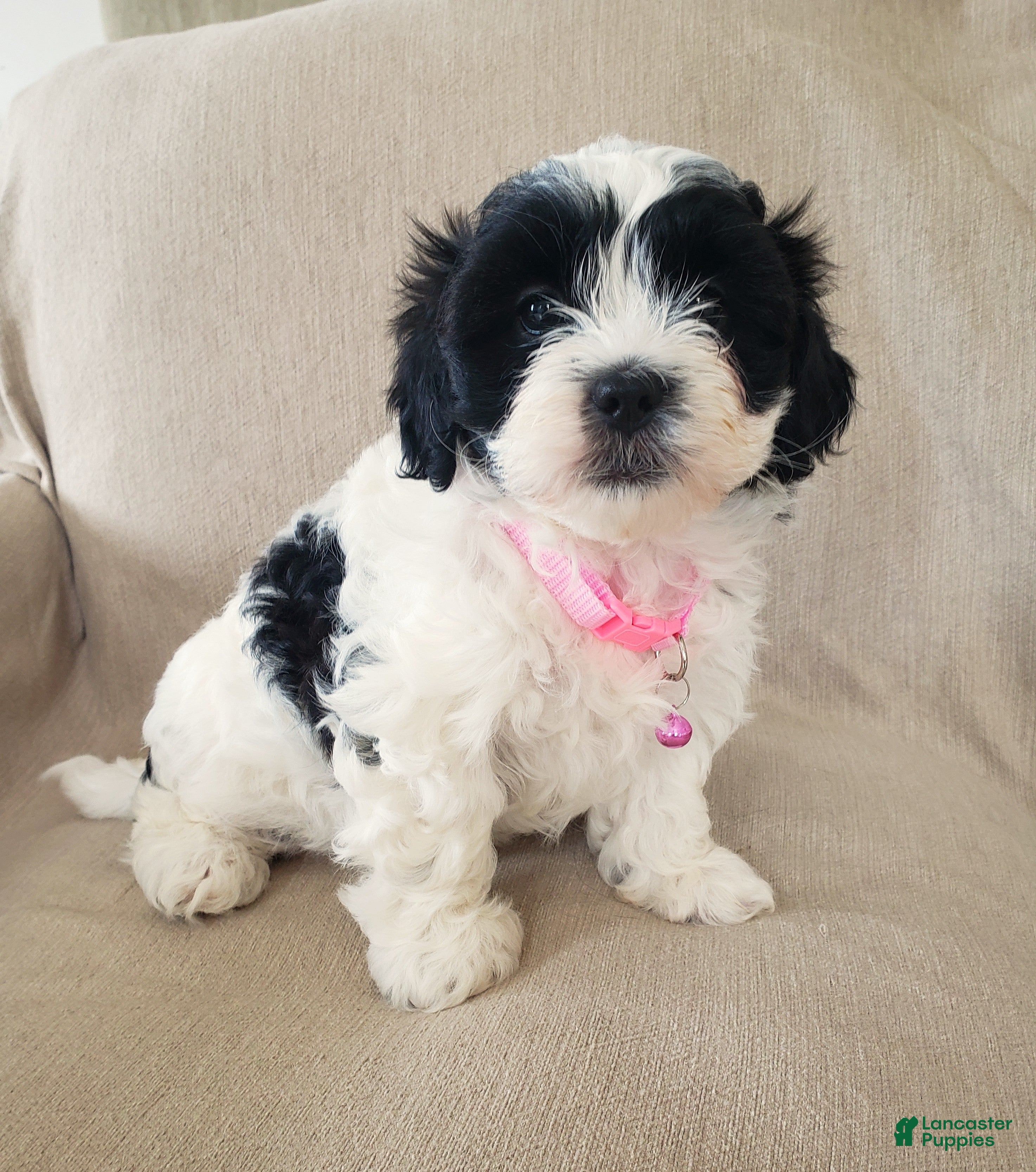 Shihpoo dogs Daisy - Ad 2