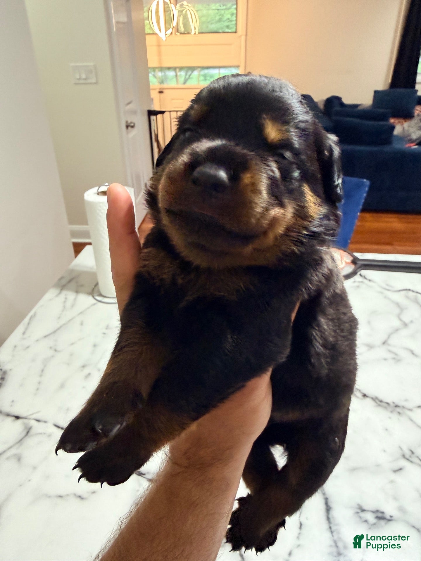 Rottweiler dogs Rottweiler 3 - Ad 39