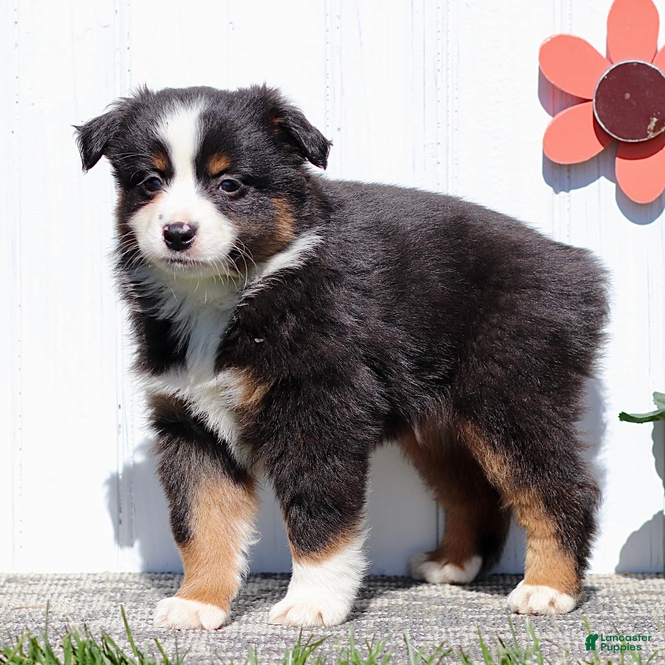 Miniature Australian Shepherd dogs Alex - Ad 2
