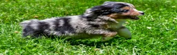 Miniature Australian Shepherd dogs for sale: Felisha - Ad 10