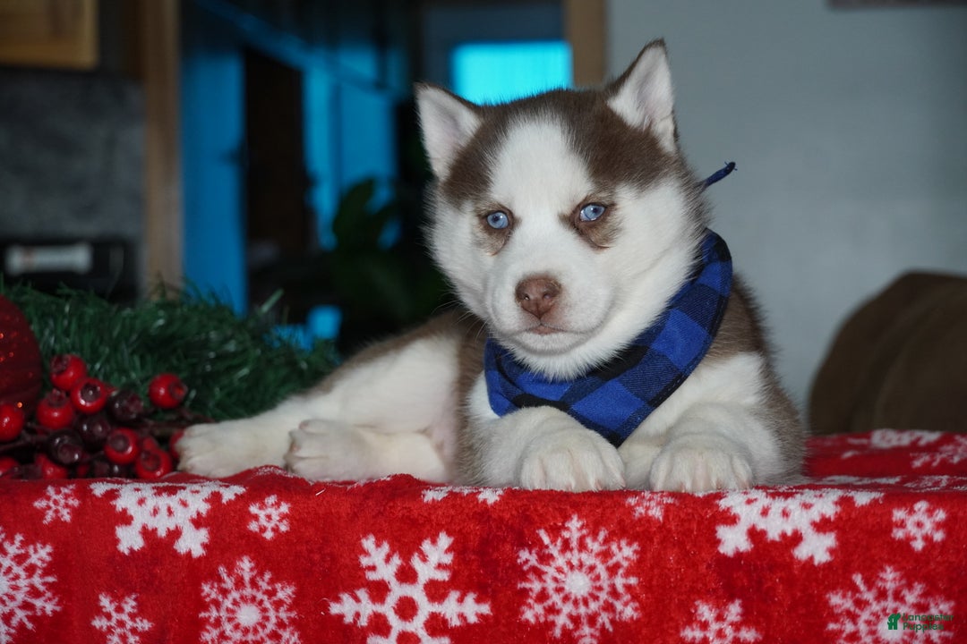 Siberian Husky dogs for sale: Cash - Ad 2