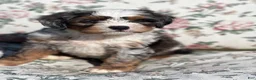 Mixed Breed dogs for sale: Noodle - Ad 5